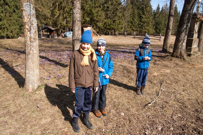 Krokusy w Dolinie Chochołowskiej - zdjęcie 2