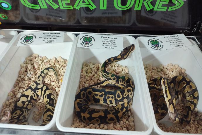 Fascynująca lekcja przyrody – nasi uczniowie na Exotic Fest Kraków!