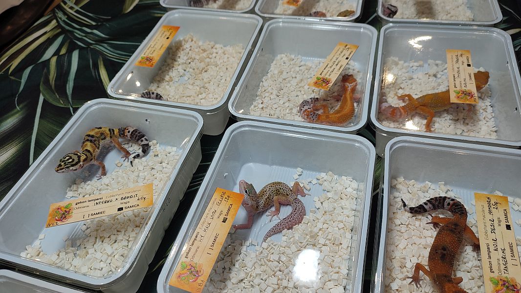 Fascynująca lekcja przyrody – nasi uczniowie na Exotic Fest Kraków! - zdjęcie 2