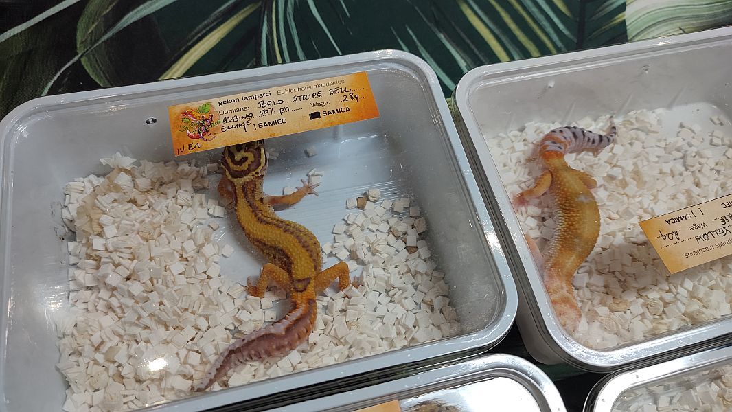 Fascynująca lekcja przyrody – nasi uczniowie na Exotic Fest Kraków! - zdjęcie 3