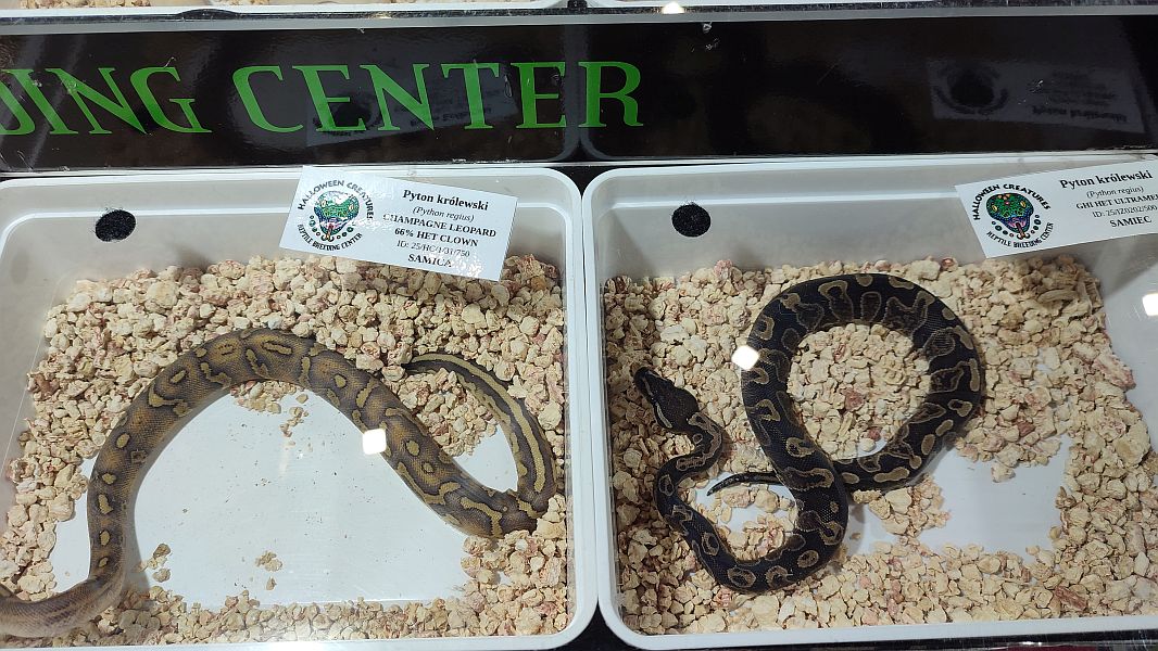 Fascynująca lekcja przyrody – nasi uczniowie na Exotic Fest Kraków! - zdjęcie 4