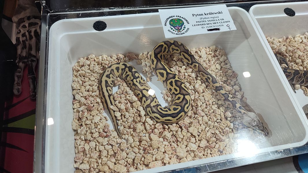 Fascynująca lekcja przyrody – nasi uczniowie na Exotic Fest Kraków! - zdjęcie 5