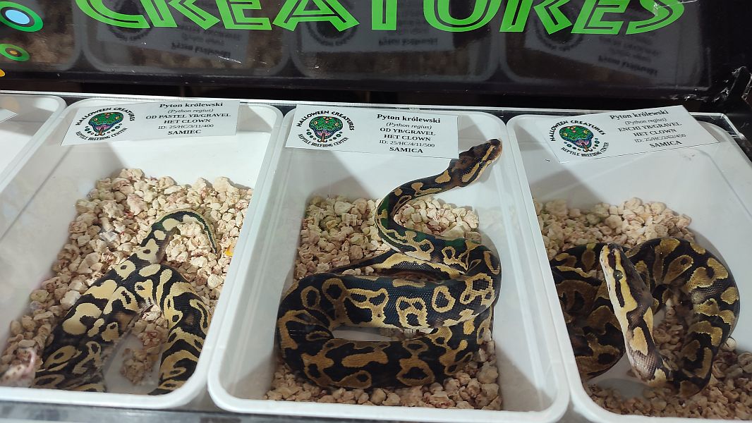 Fascynująca lekcja przyrody – nasi uczniowie na Exotic Fest Kraków! - zdjęcie 6