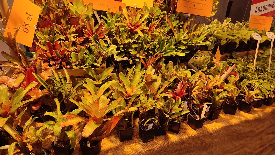 Fascynująca lekcja przyrody – nasi uczniowie na Exotic Fest Kraków! - zdjęcie 7