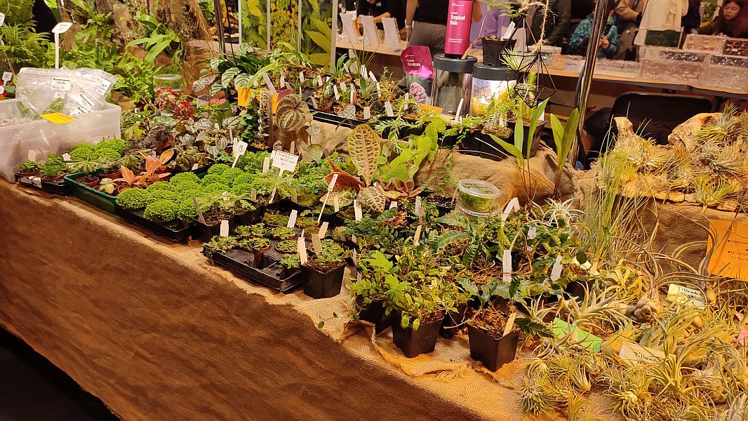 Fascynująca lekcja przyrody – nasi uczniowie na Exotic Fest Kraków! - zdjęcie 8