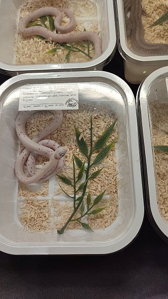 Fascynująca lekcja przyrody – nasi uczniowie na Exotic Fest Kraków! - zdjęcie 9