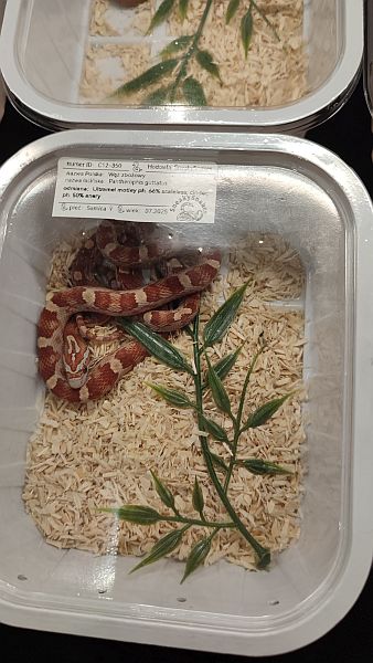 Fascynująca lekcja przyrody – nasi uczniowie na Exotic Fest Kraków! - zdjęcie 10