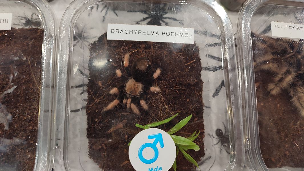 Fascynująca lekcja przyrody – nasi uczniowie na Exotic Fest Kraków! - zdjęcie 11