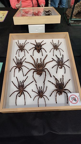 Fascynująca lekcja przyrody – nasi uczniowie na Exotic Fest Kraków! - zdjęcie 12