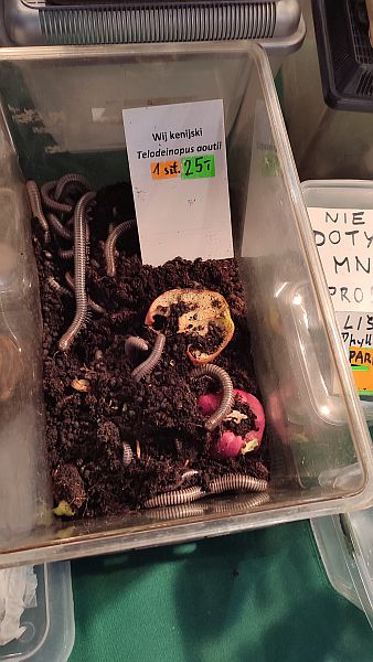 Fascynująca lekcja przyrody – nasi uczniowie na Exotic Fest Kraków! - zdjęcie 13