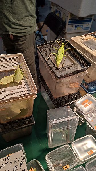 Fascynująca lekcja przyrody – nasi uczniowie na Exotic Fest Kraków! - zdjęcie 14