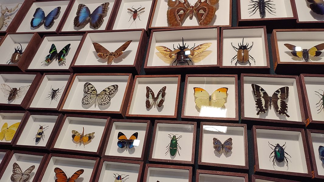 Fascynująca lekcja przyrody – nasi uczniowie na Exotic Fest Kraków! - zdjęcie 15