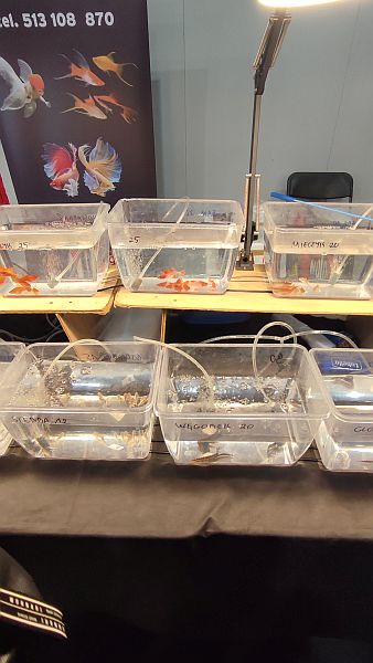 Fascynująca lekcja przyrody – nasi uczniowie na Exotic Fest Kraków! - zdjęcie 18