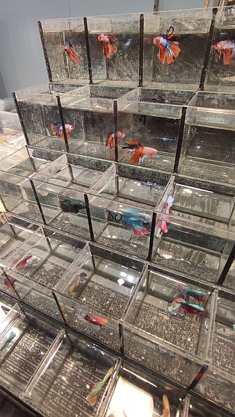 Fascynująca lekcja przyrody – nasi uczniowie na Exotic Fest Kraków! - zdjęcie 19