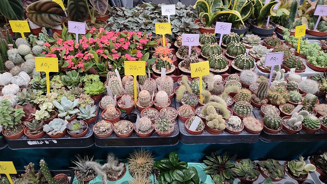 Fascynująca lekcja przyrody – nasi uczniowie na Exotic Fest Kraków! - zdjęcie 20