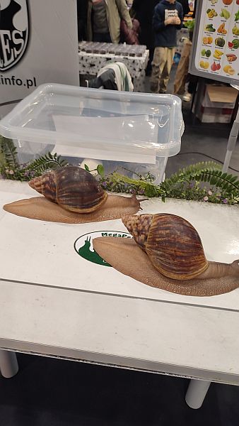 Fascynująca lekcja przyrody – nasi uczniowie na Exotic Fest Kraków! - zdjęcie 21