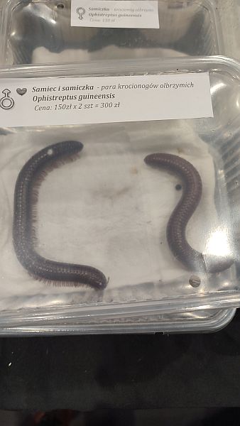 Fascynująca lekcja przyrody – nasi uczniowie na Exotic Fest Kraków! - zdjęcie 23