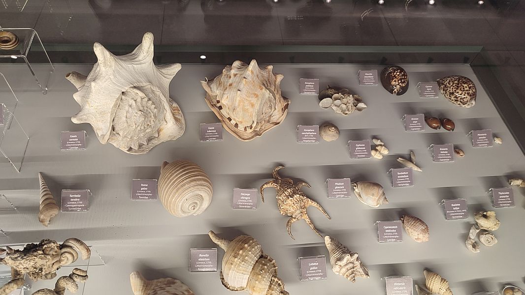 ''W krainie Neptuna'' - zdjęcie 5