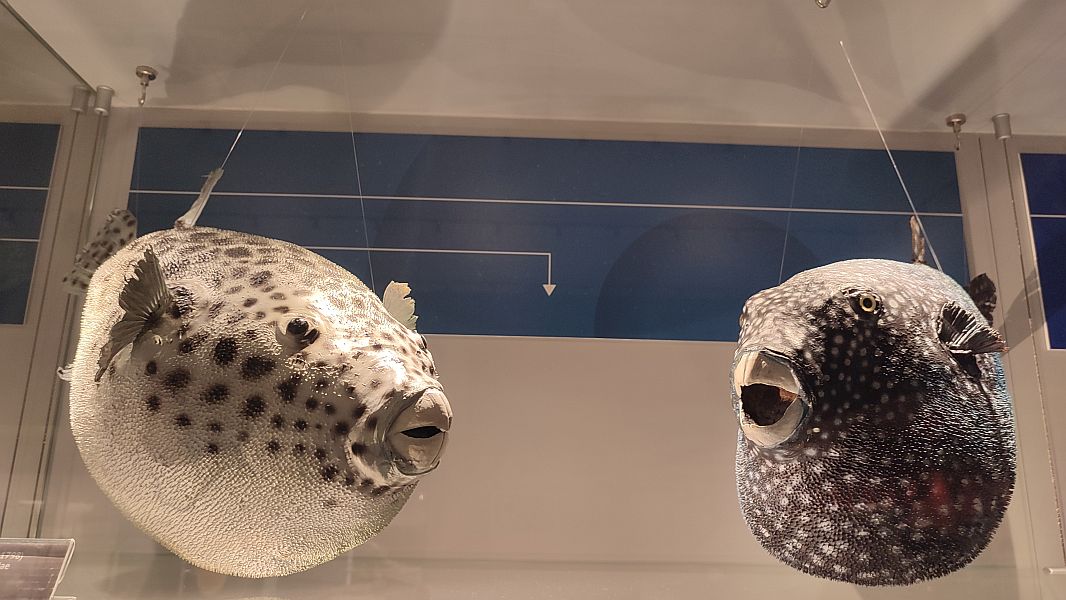 ''W krainie Neptuna'' - zdjęcie 6