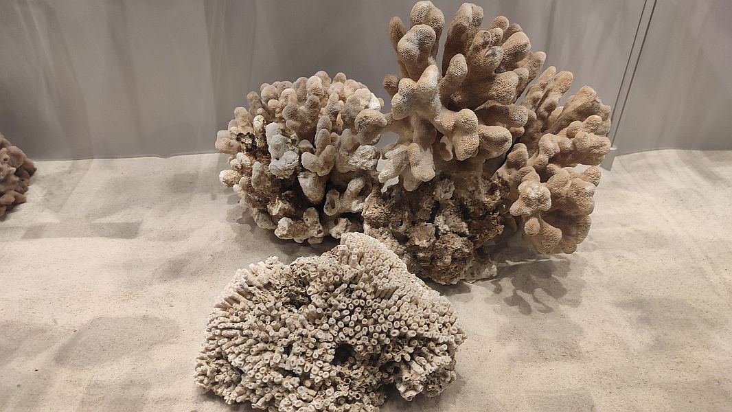 ''W krainie Neptuna'' - zdjęcie 8