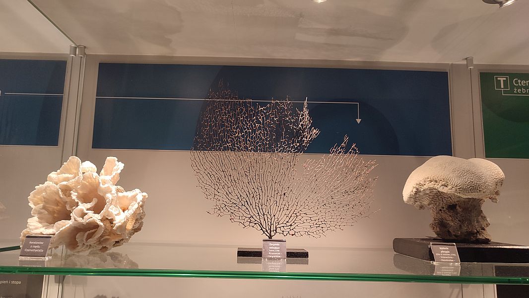 ''W krainie Neptuna'' - zdjęcie 9