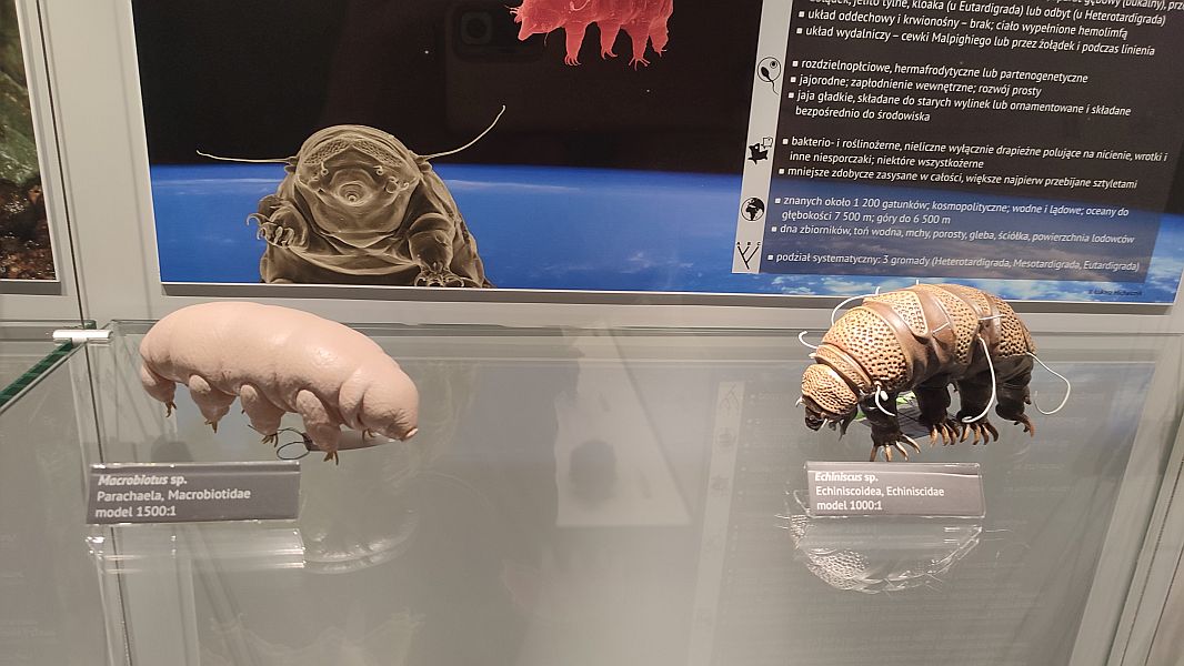 ''W krainie Neptuna'' - zdjęcie 10