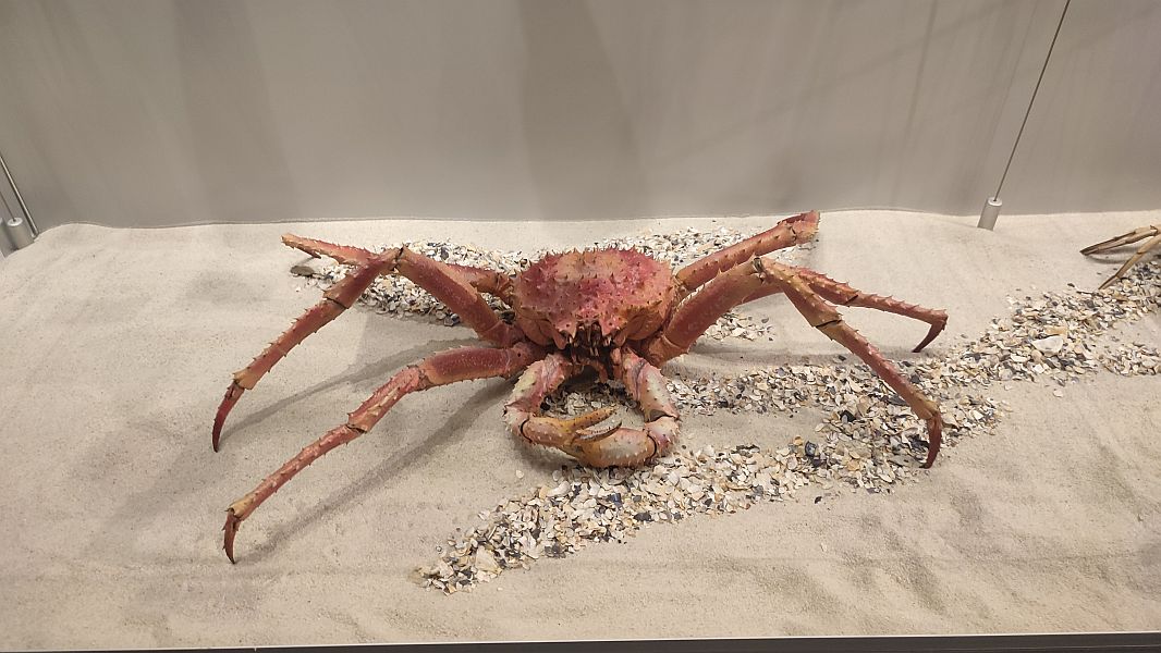 ''W krainie Neptuna'' - zdjęcie 11