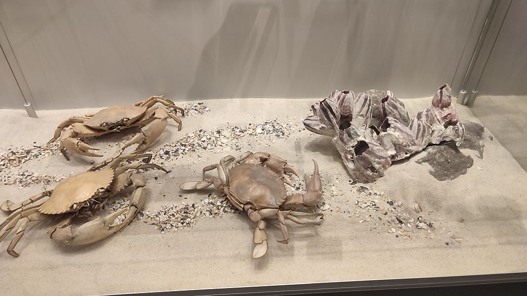 ''W krainie Neptuna'' - zdjęcie 12