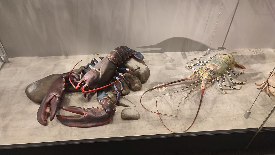 ''W krainie Neptuna'' - zdjęcie 13