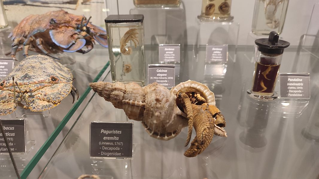 ''W krainie Neptuna'' - zdjęcie 16