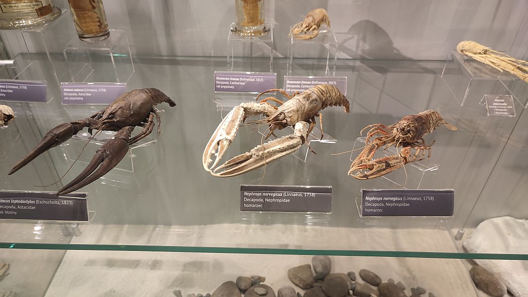 ''W krainie Neptuna'' - zdjęcie 17