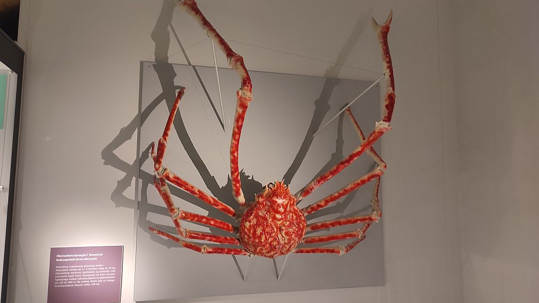 ''W krainie Neptuna'' - zdjęcie 18