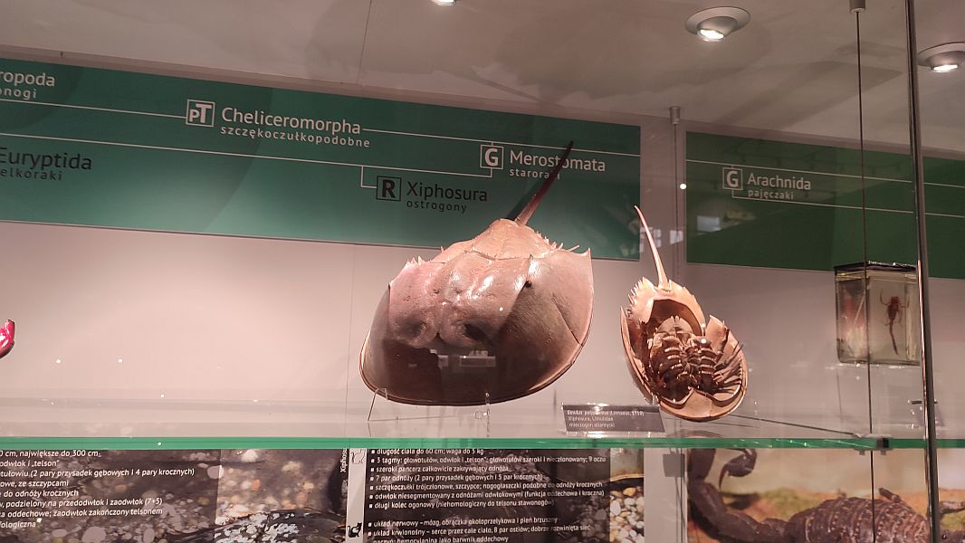 ''W krainie Neptuna'' - zdjęcie 19