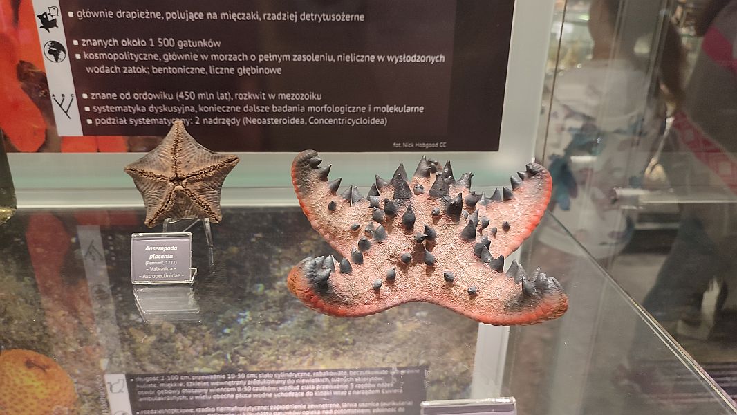 ''W krainie Neptuna'' - zdjęcie 20