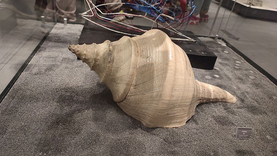 ''W krainie Neptuna'' - zdjęcie 21