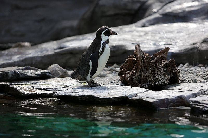 Warsztaty języka niemieckiego w ZOO - zdjęcie 2